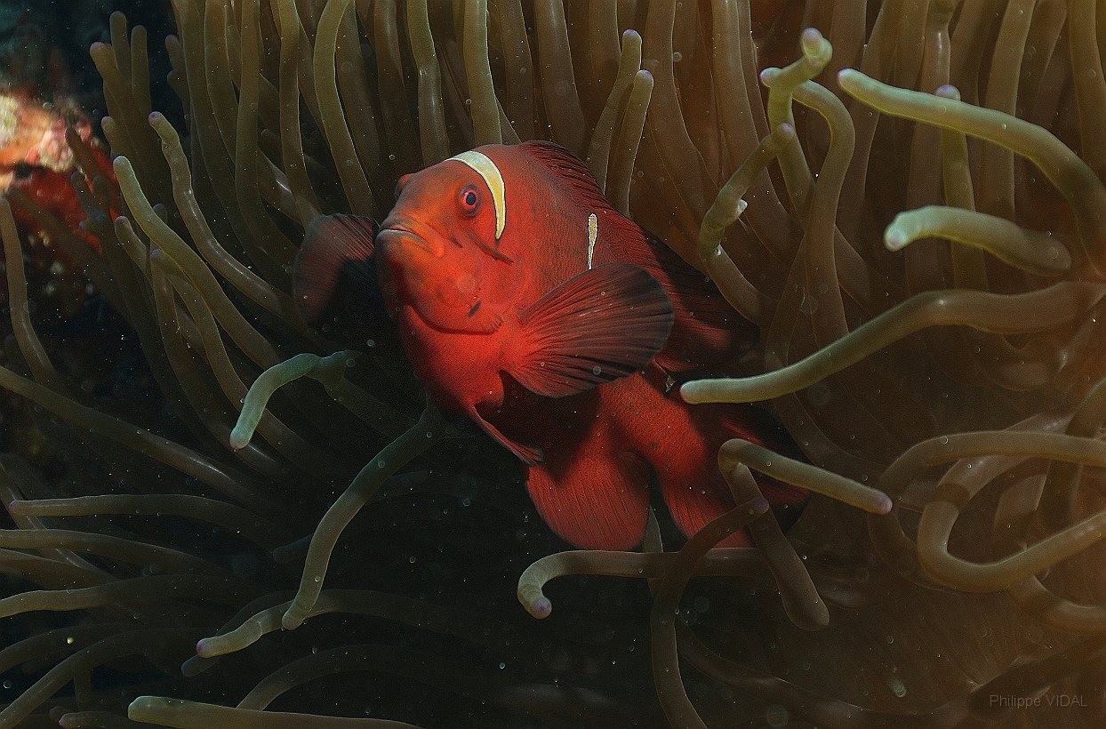 Sipadan_2015_Poisson Clown a joues epineuses_Premnas biaculeatus_IMG_2737_rc.jpg